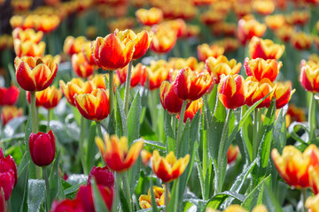 Fototapeta na wymiar Fresh colorful tulip flowers in the garden at spring day