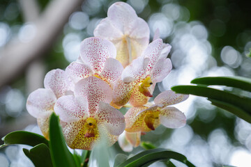 Beautiful orchid flower blooming at rainy season. Vanda orchidaceae
