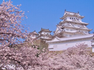 Himeji Castle and Sakura, Japan