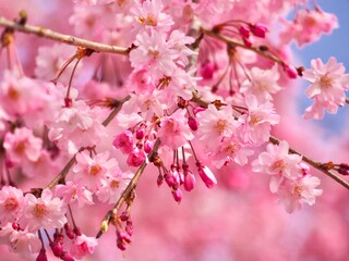 Cherry Blossoms in Japan