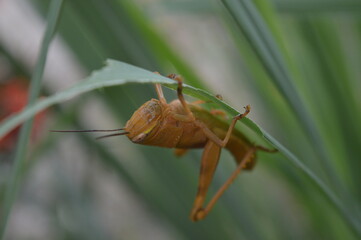 grasshopper on a leaf