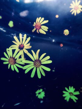 flowers and stars