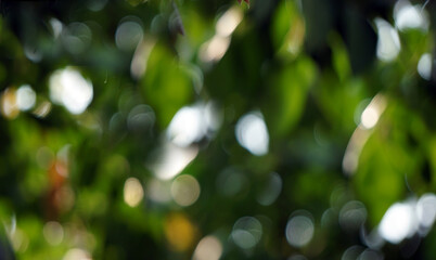 Obraz premium nature fragment of artwork unique concept bokeh effect abstract background bright for design
