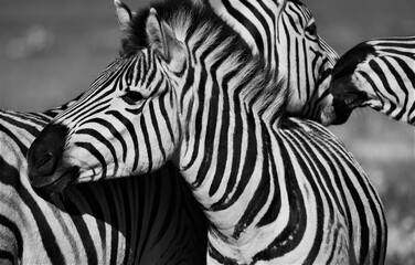 Close up of Zebras in black and white