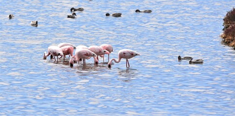 Lesser Flamingos feeding early in the morning