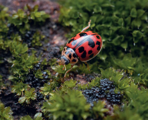 lady bug