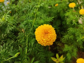 yellow dandelion flower