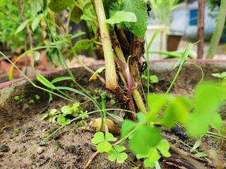 plant in the garden