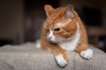 Scared domestic red cat in a city apartment, close-up.