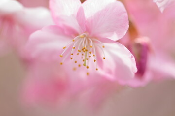 The cherry blossom bloomed.