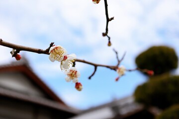冬空に咲く白梅の花とつぼみ　春の訪れ