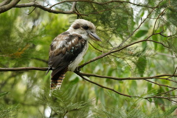 Kookaburra (Dacelo novaeguineae) perched on the branch of an Arcacia tree