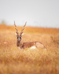 Black buck resting in a forest