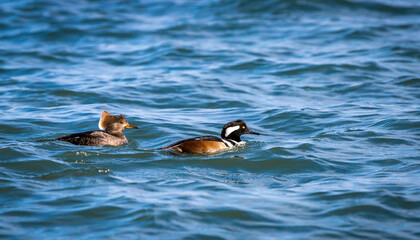Male and female Hooded mergansers " Lophodytes cucullatus " swimming while looking for food.