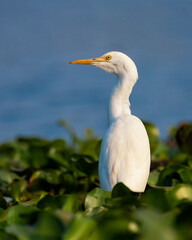 Great white Egret