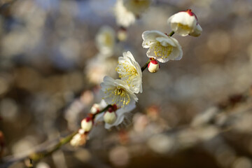 The plum blossoms are in full bloom now. 