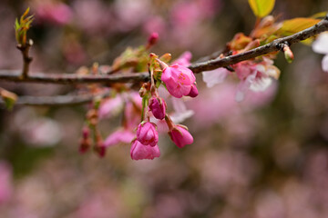spring, in which the cherry blossoms bloom