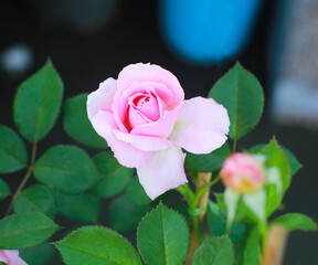 Pink roses on a blurry background in the rose garden., Pink roses blooming on the rose tree. There is a green backdrop of leaves., Nature.