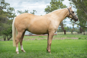 Obraz premium horse in the field