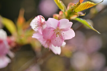 spring, in which the cherry blossoms bloom