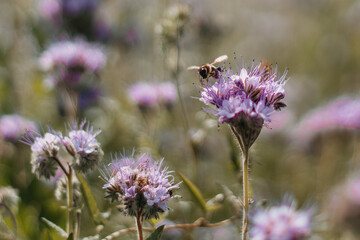 Bee pollination of phacelia, purple flowers with a pleasant aroma. selective focus
