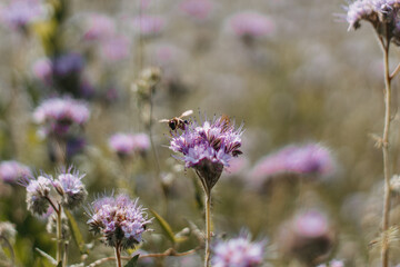 Bee pollination of phacelia, purple flowers with a pleasant aroma. selective focus