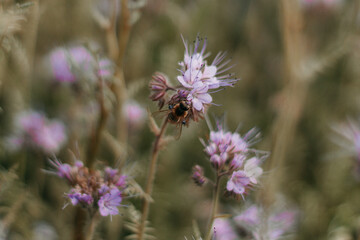 Bee pollination of phacelia, purple flowers with a pleasant aroma. selective focus