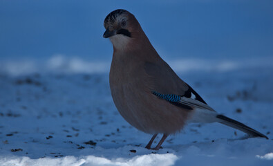 Eurasian jay on the snow 