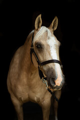 Fototapeta premium portrait of a horse