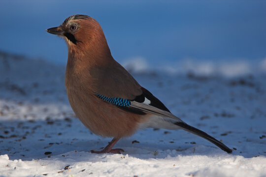 Eurasian jay on the snow  