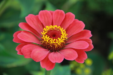 red and yellow dahlia