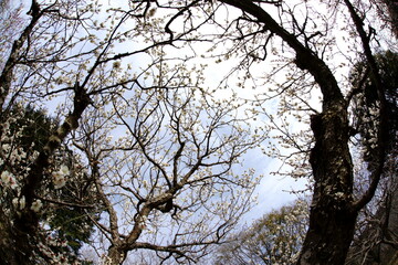 spring, in which the cherry blossoms bloom