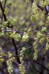 blossom in spring