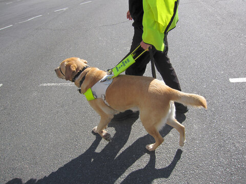 A man is led by a guide dog on the road in Perth, Australia, assistance dog