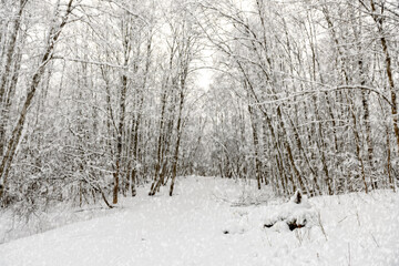 Winter landscape. The park path is covered in snow and no one is around.