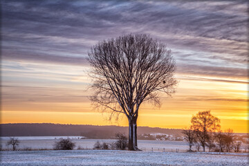 Baum im winterlichen Sonnenaufgang 