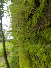 green moss on the wall