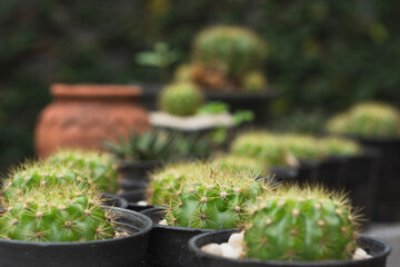 Echinopsis calochiroa cactus on natural background