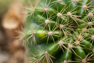 Echinopsis calochiroa cactus on natural background