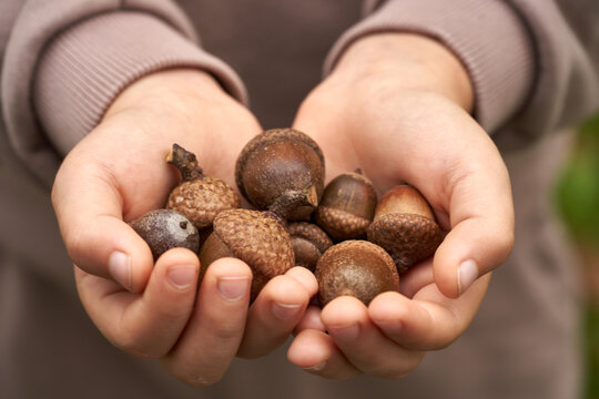 Child Holding Acorns, Fall Concept Holding Handfuls of Acorns, Hands with Acorns Shot From Above.