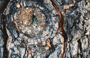 Tree texture