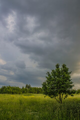 tree in the field