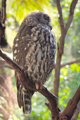 Powerful Owl or Ninox strenua resting on a branch. This brown hawk owl is the largest owl that only can be found Australia.