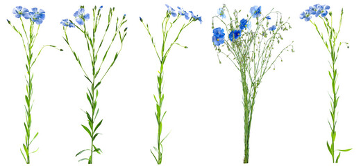 Flax flowers isolated