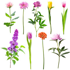 Different spring flowers isolated