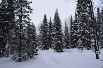 Winter forest, beautiful winter landscape.