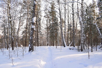 Winter forest, beautiful winter landscape.