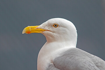 Close-up portrait of European herring gull, Larus argentatus profile on grey background