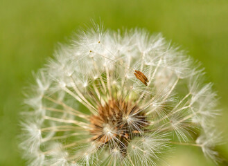 Seeds of dandelion ready to be blown away by the wind