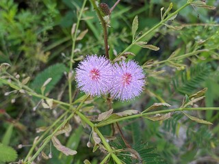 Princess Shy Flower (Mimosa Pudica) Grows in Borneo Tropical Nature